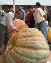 Champion squash weighs 331.6 kg